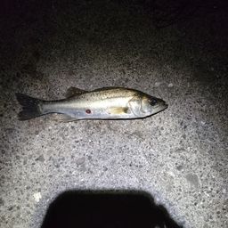 セイゴ（マルスズキ）