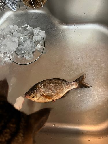 金沢水際線緑地（福浦岸壁）