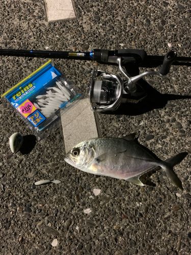 ギンガメアジの釣果