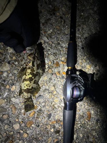 タケノコメバルの釣果