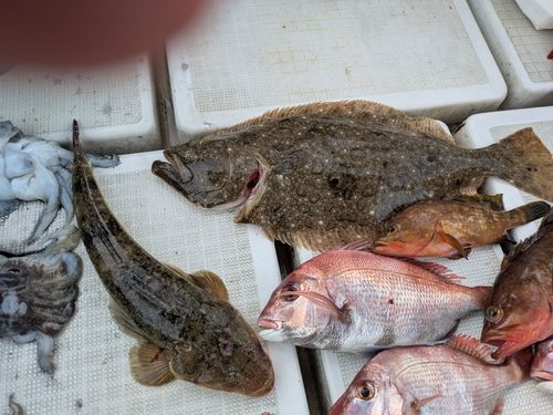 ヒラメの釣果
