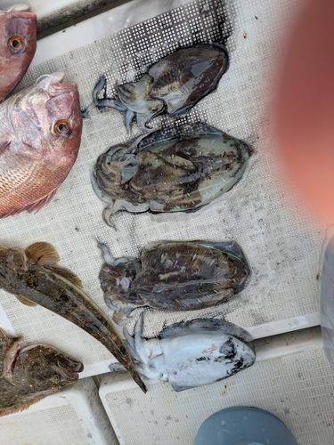 イカの釣果