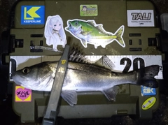 シーバスの釣果