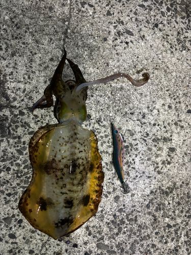 アオリイカの釣果