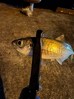 マアジの釣果