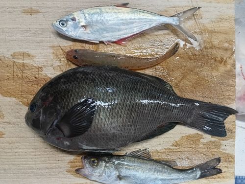 セイゴ（タイリクスズキ）の釣果