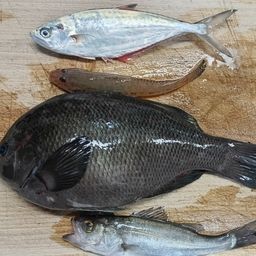 セイゴ（タイリクスズキ）