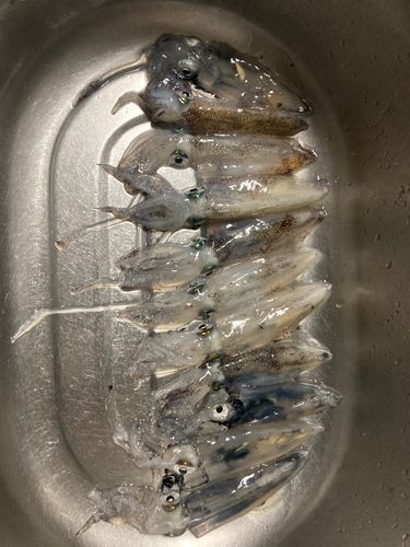 ヒイカの釣果