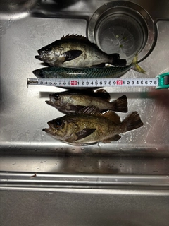 クロメバルの釣果