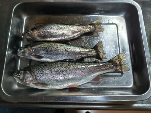 ニジマスの釣果