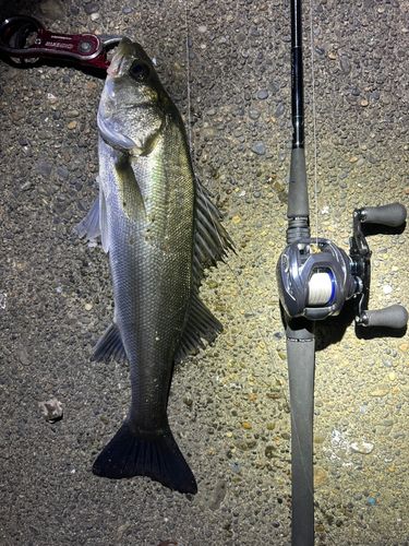 シーバスの釣果