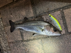 セイゴ（マルスズキ）の釣果