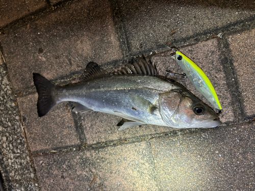 那珂川（福岡）