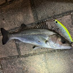 セイゴ（マルスズキ）