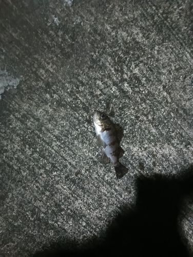 シロメバルの釣果