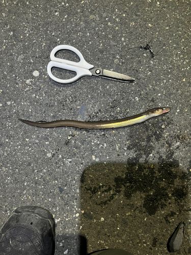 マアナゴの釣果