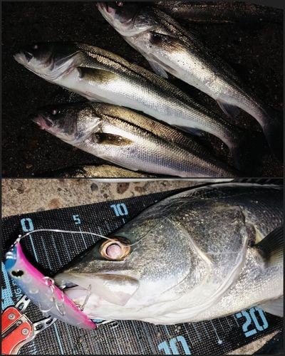 シーバスの釣果