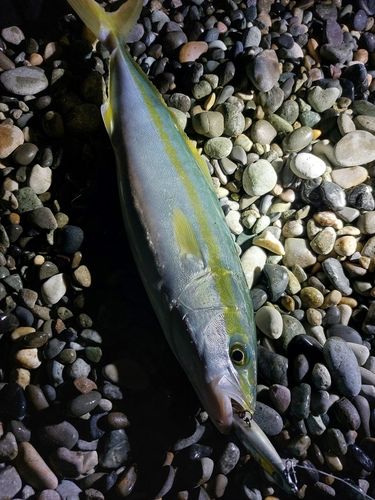 コゾクラの釣果