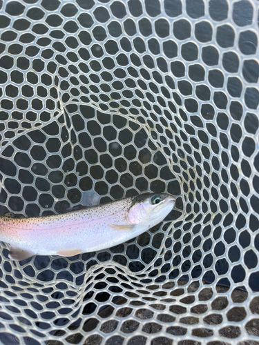 トラウトの釣果