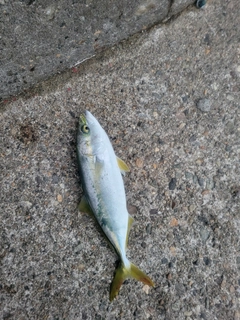 コゾクラの釣果