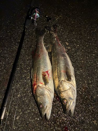 シーバスの釣果