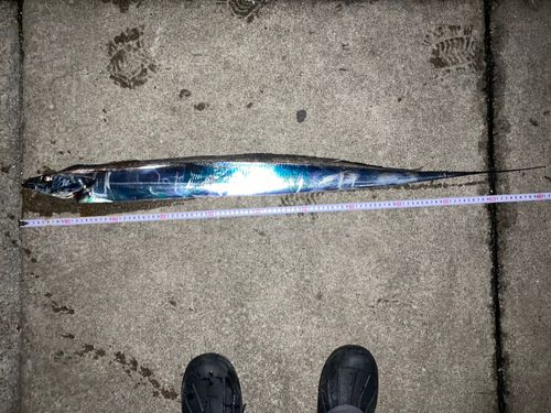 タチウオの釣果