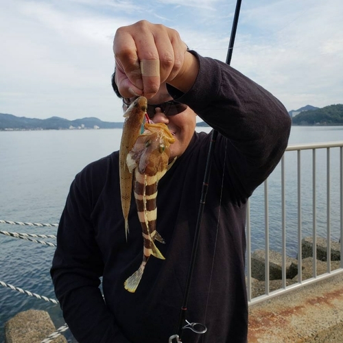 アオハタの釣果