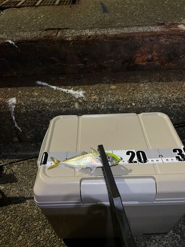 熊野川（新宮川）河口