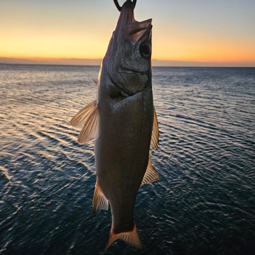 ヒラスズキの釣果