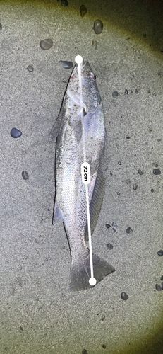 オオニベの釣果