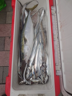 タチウオの釣果