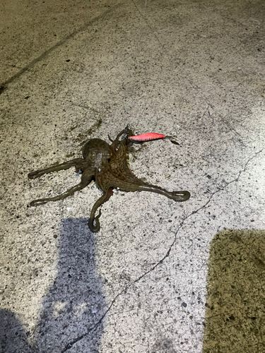 タコの釣果