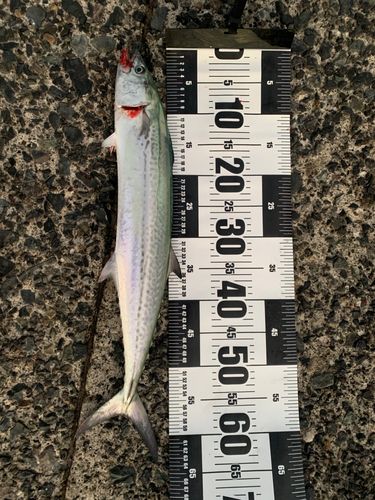 サワラの釣果