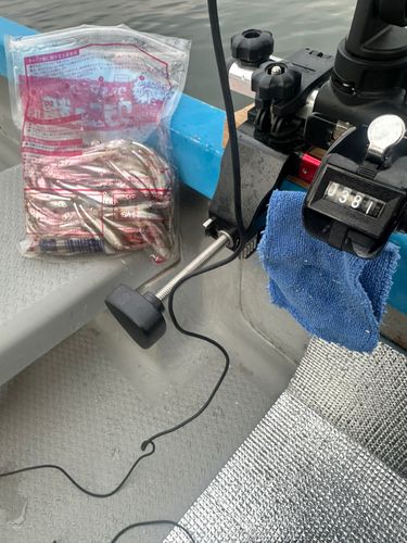 ワカサギの釣果