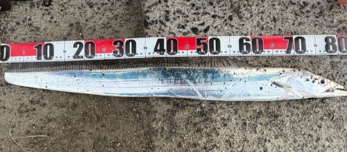 タチウオの釣果