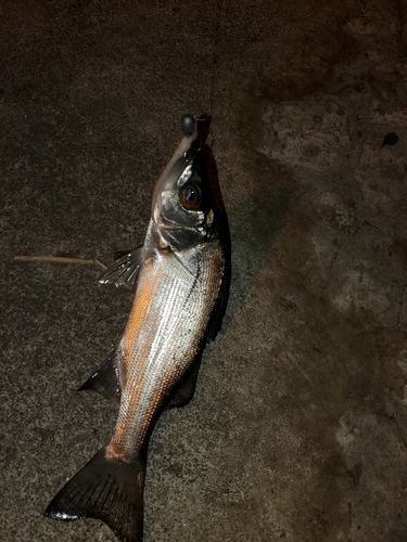 セイゴ（ヒラスズキ）の釣果