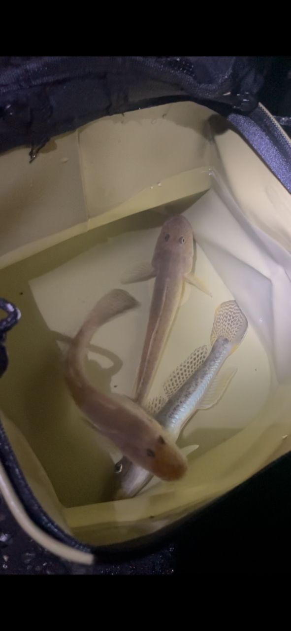 DAIWA 22HRF® (ハードロックフィッシュ) 83MH・Qの最安値・インプレ