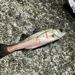 セイゴ（タイリクスズキ）