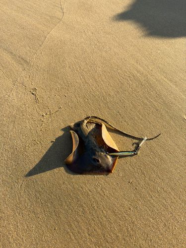 アカエイの釣果