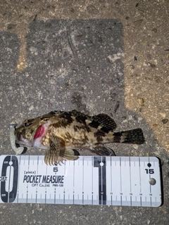 タケノコメバルの釣果