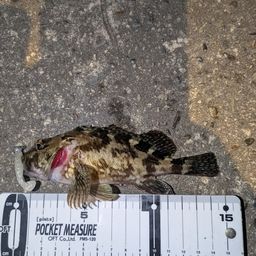 タケノコメバル