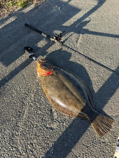 ヒラメの釣果