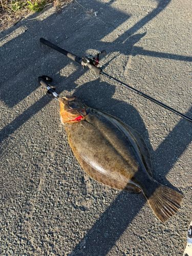 ヒラメの釣果
