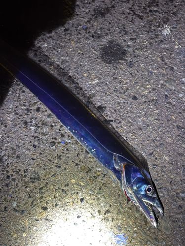 タチウオの釣果