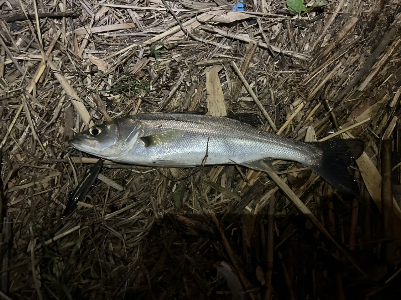 SHIMANO 19エンカウンター S106MLの最安値・インプレ・釣果 | 本音の