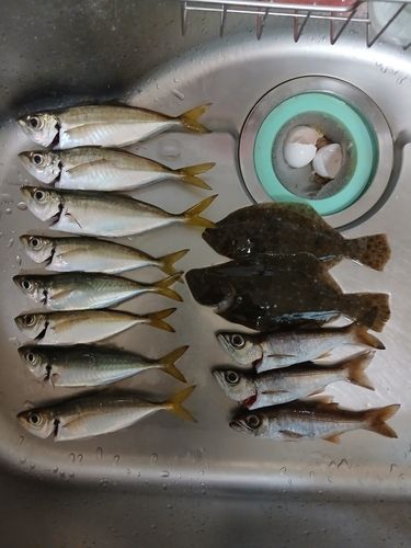 アジの釣果