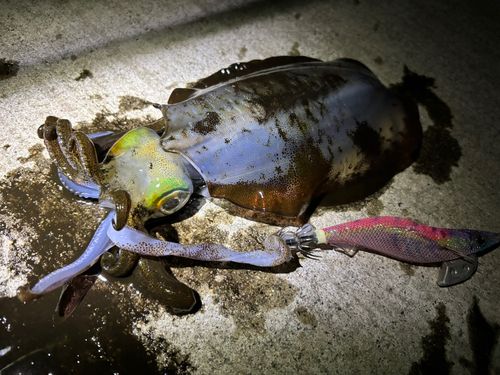 アオリイカの釣果