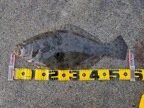 ヒラメの釣果