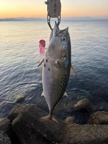 スマガツオの釣果