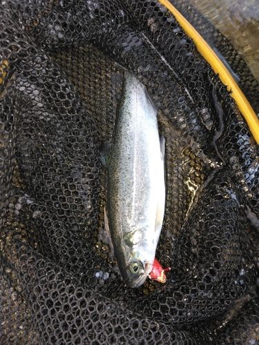 ニジマスの釣果
